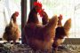 4 exemples de municipalités autorisant les poules urbaines sur leur territoire